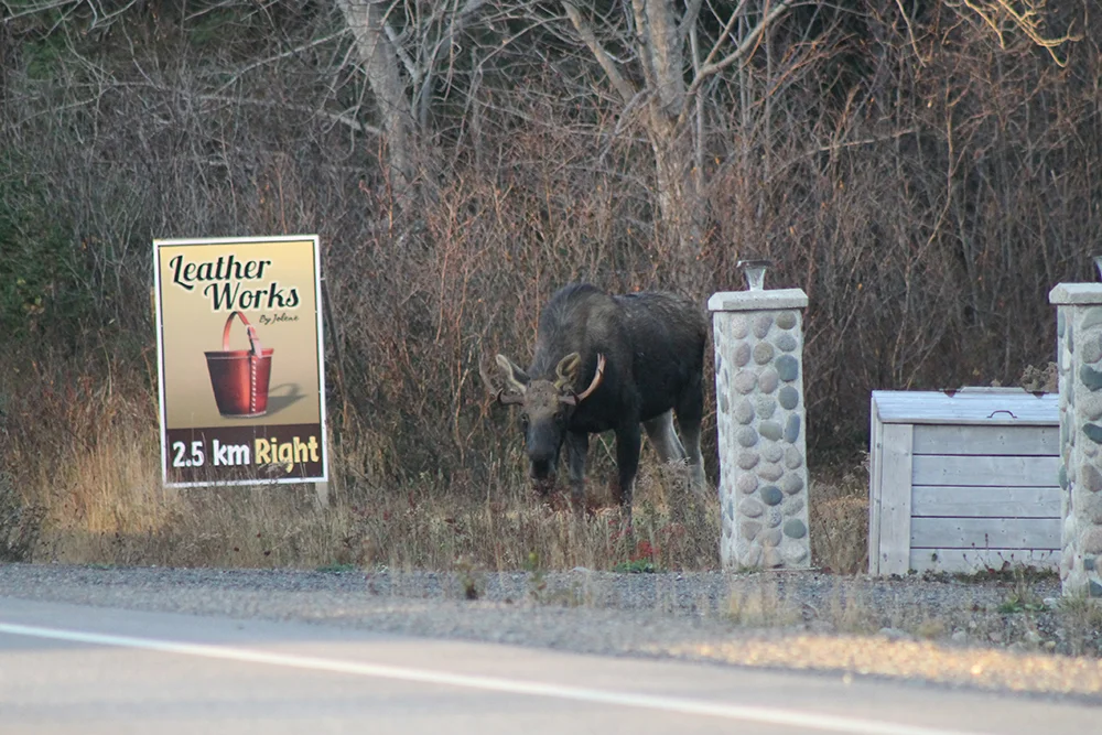 leatherworks moose.jpg