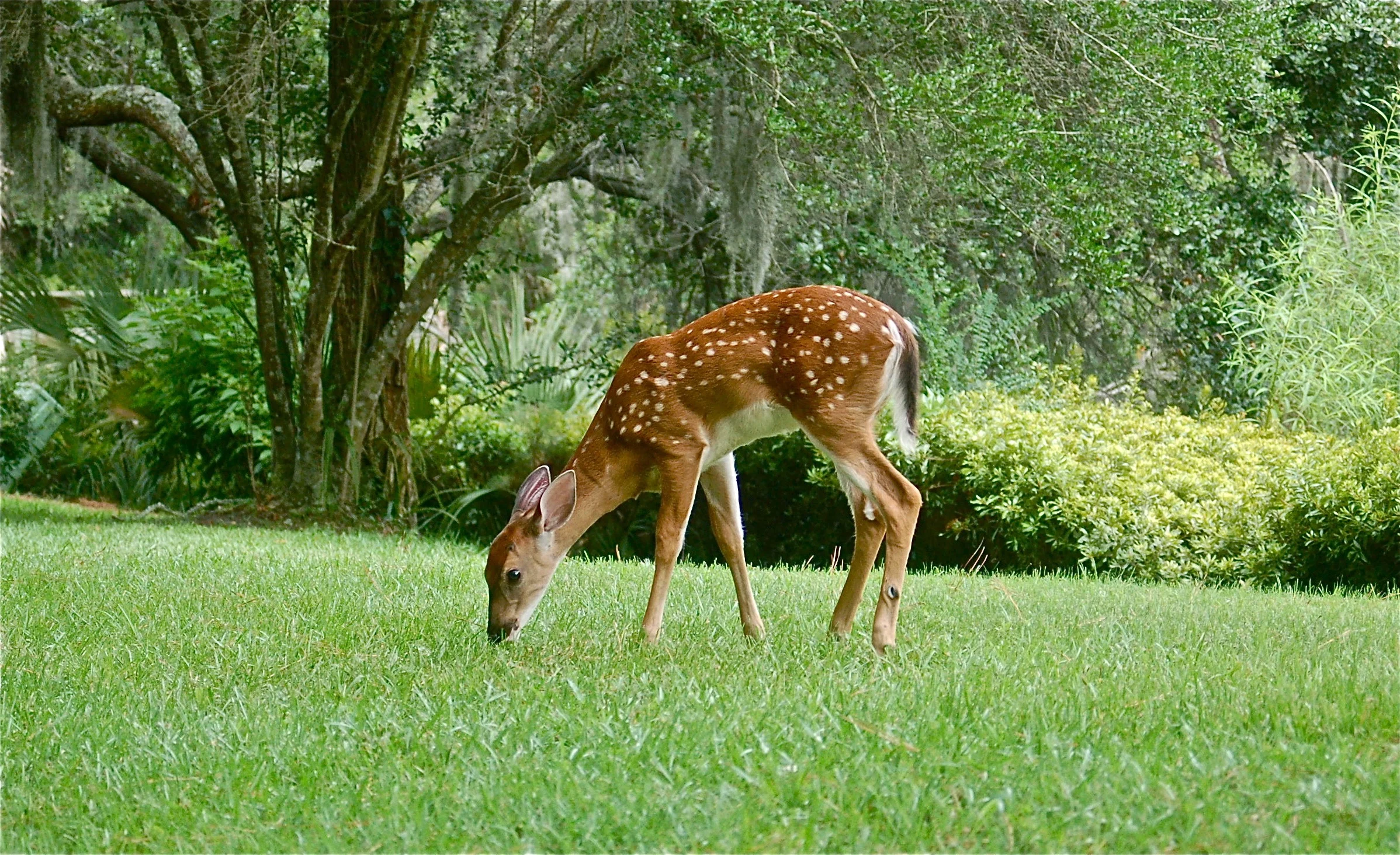 Fawn outside our villa door. Wildlife abounds here!