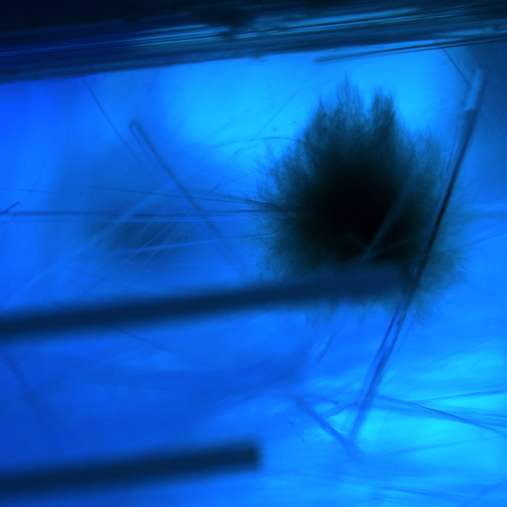 Ionophore TLF background.png