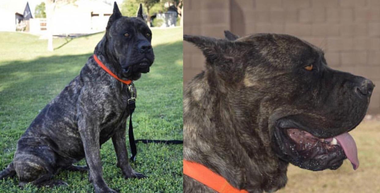 southern justice cane corso
