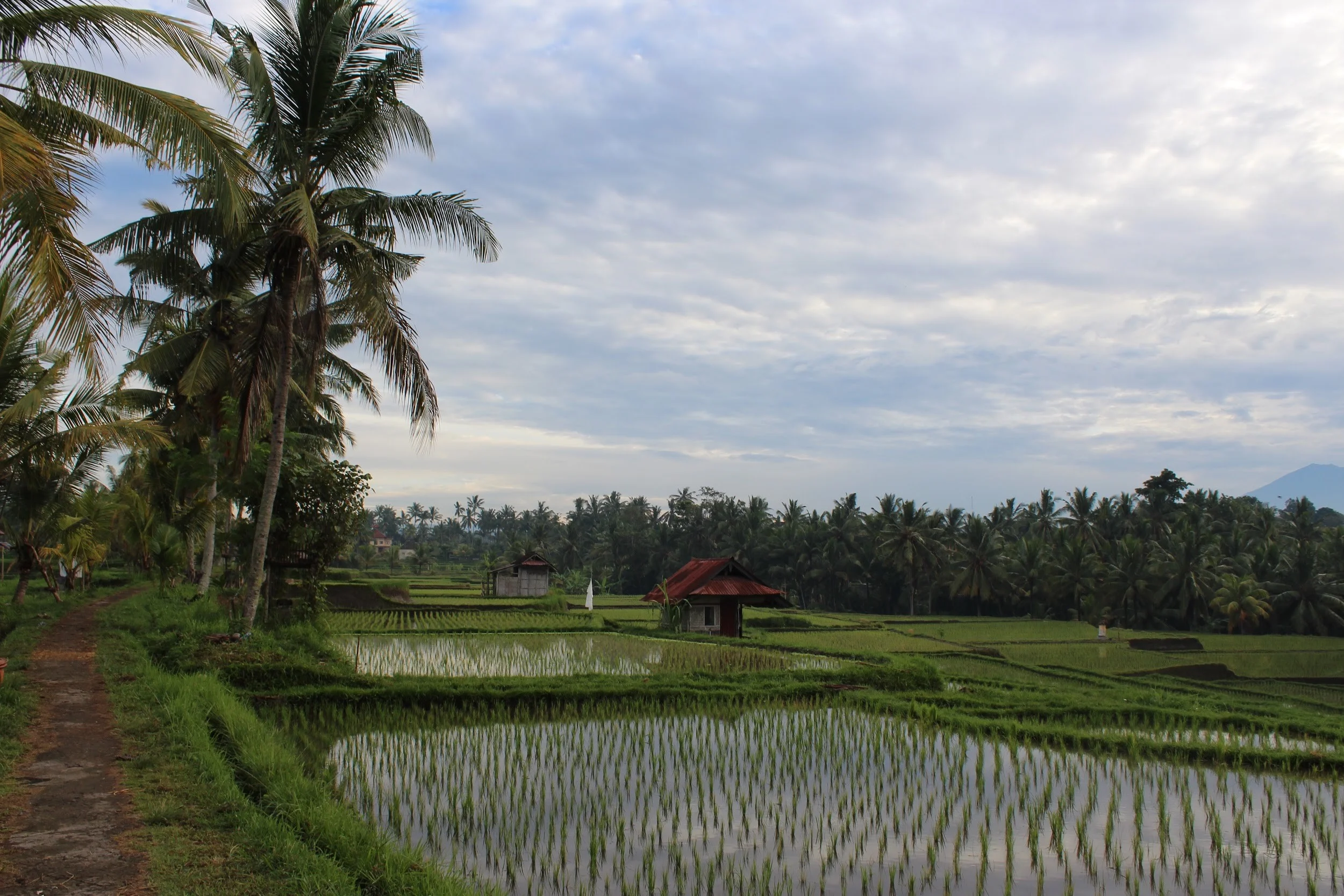 Rice paddy early in the morning