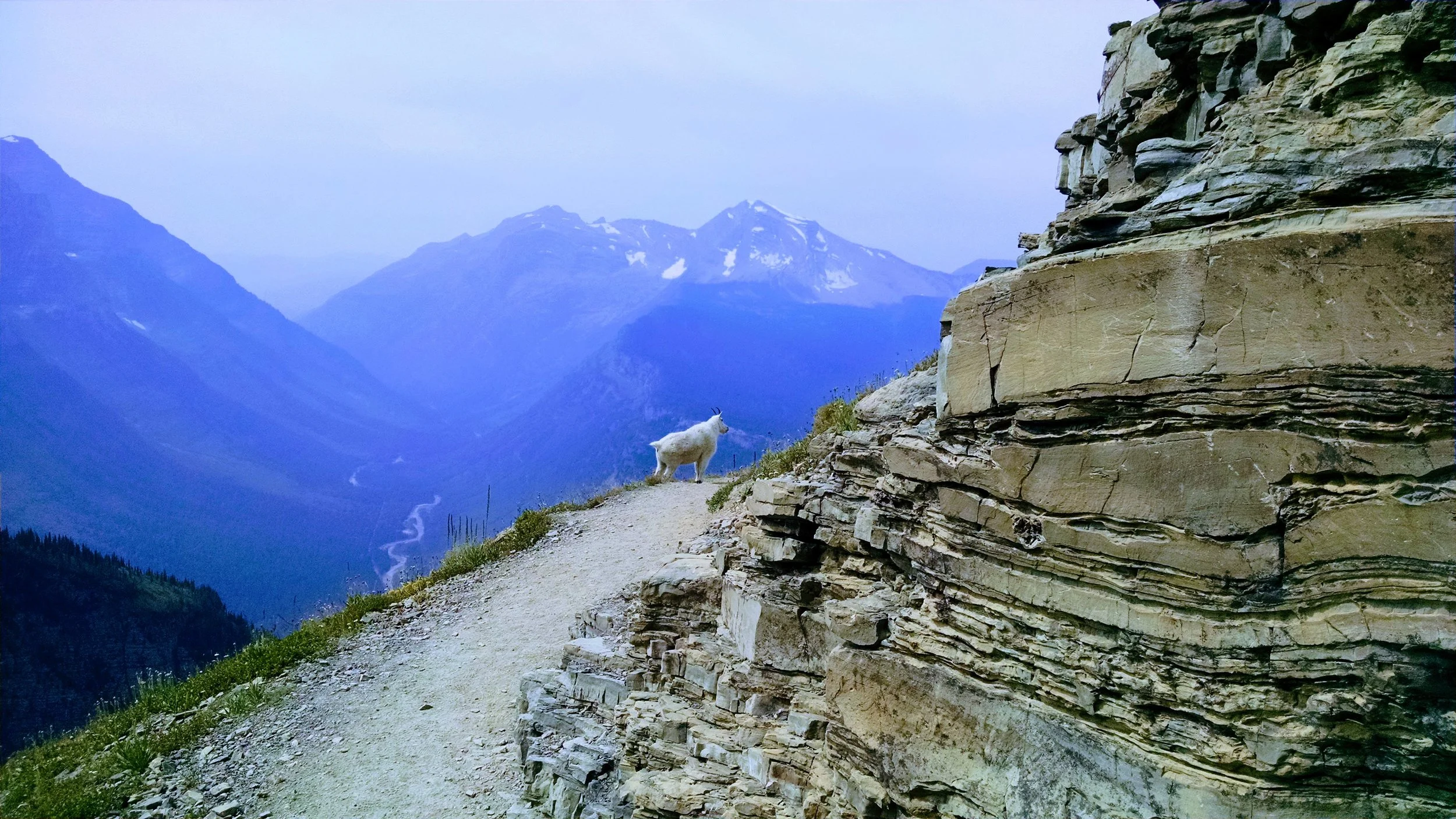 Mountain Goat