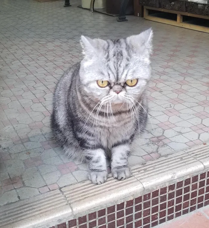 The best part of Cat Street is this cat standing guard over one of the shops.