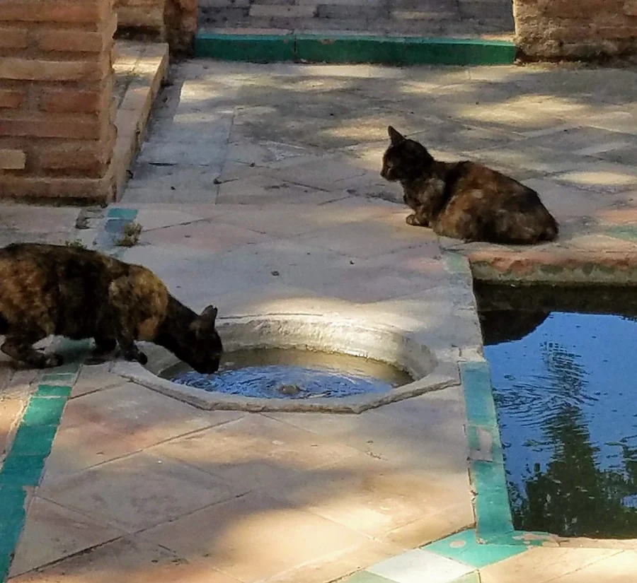Alhambra cats deigning to drink out of historic fountains