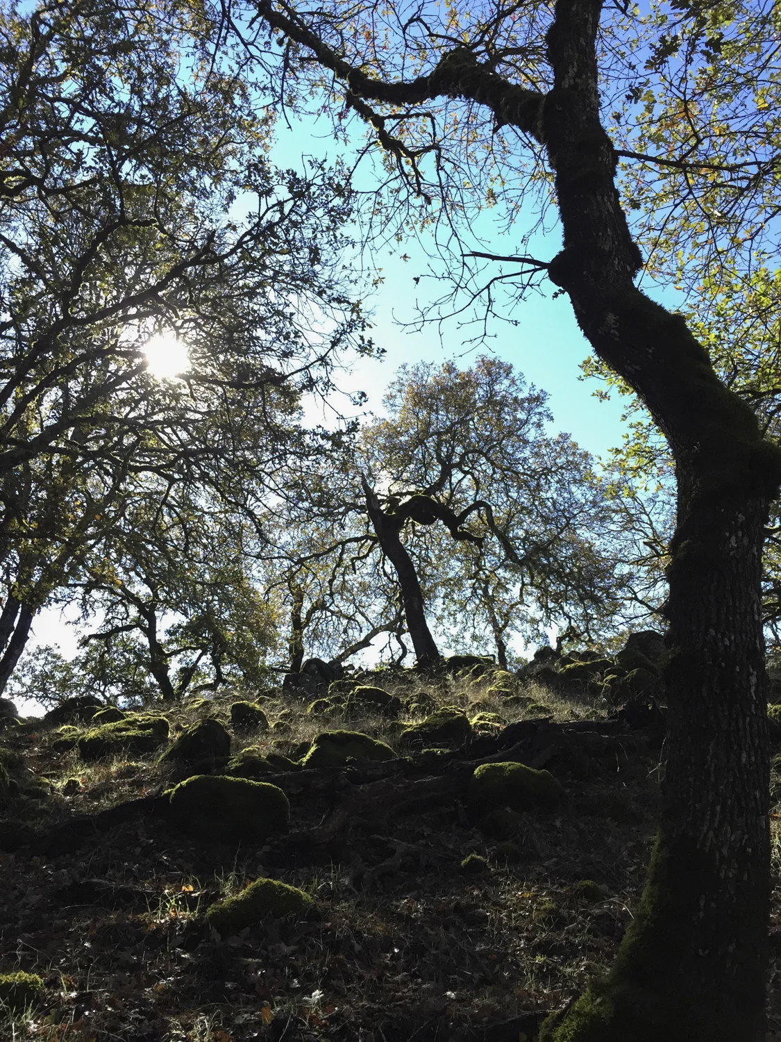 Rosenthal_2015_11_15_1611.jpg