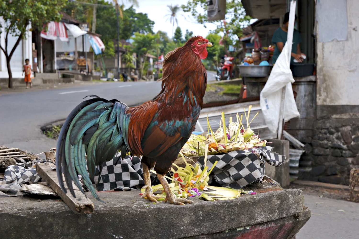 around the world_Rooster and Offerings.jpg