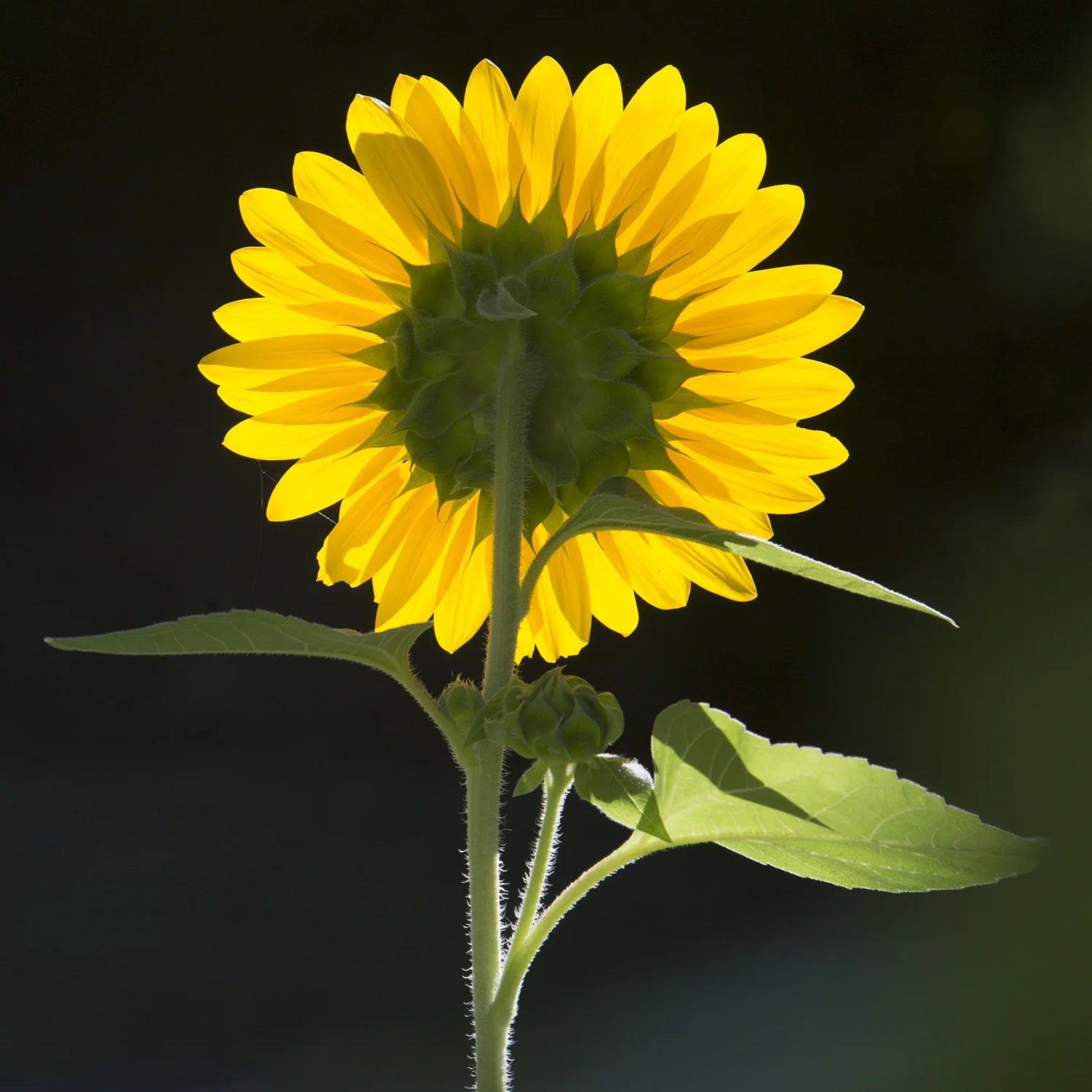 Nature?blacksunflower_2016_08_23_5433.jpg