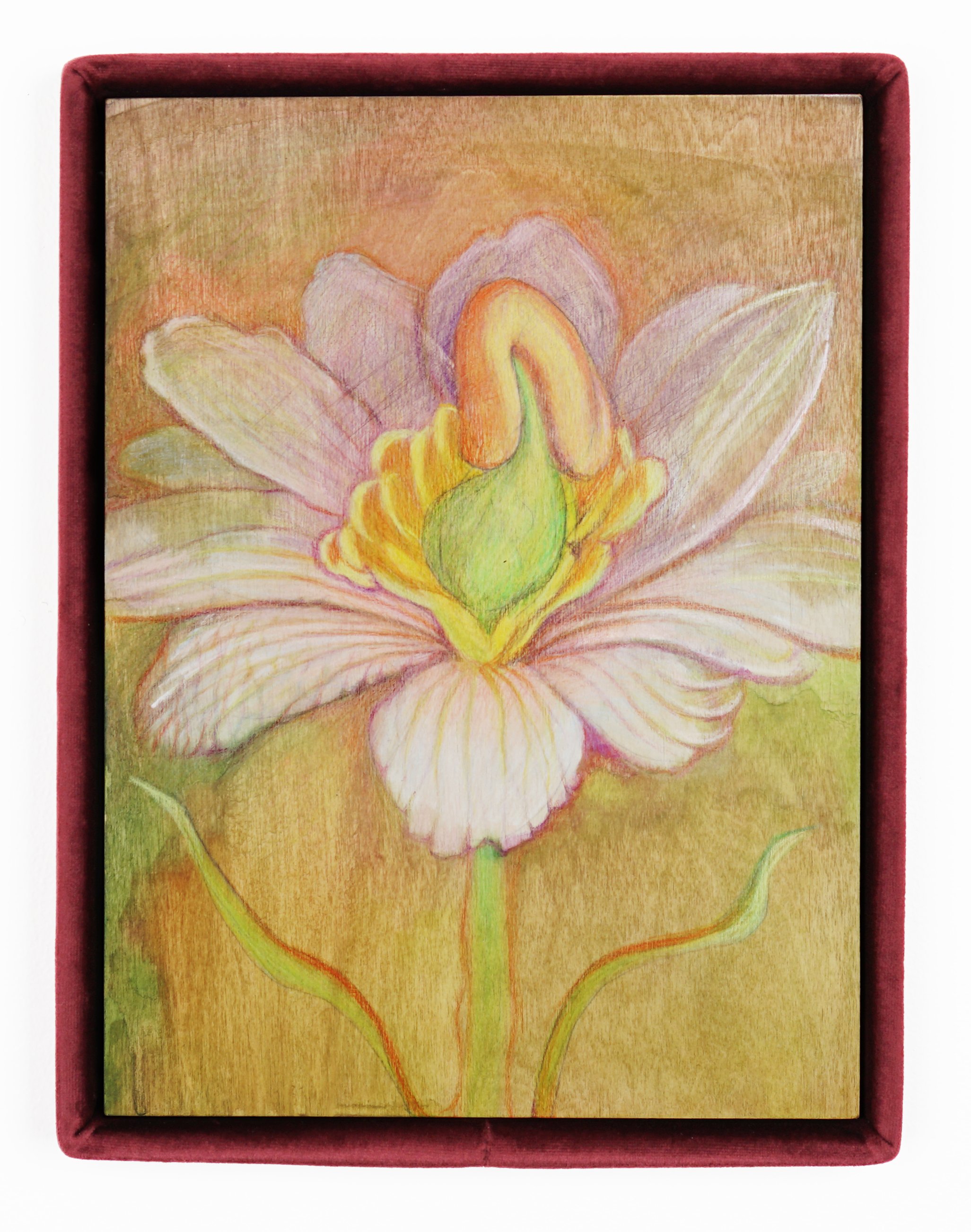  Alina Bliumis  Plant Parenthood, Bloodroot , 2023 Watercolor, watercolor pencil on wood panel, artist’s velvet frame 13.5 x 10.5 x 1.5 inches 