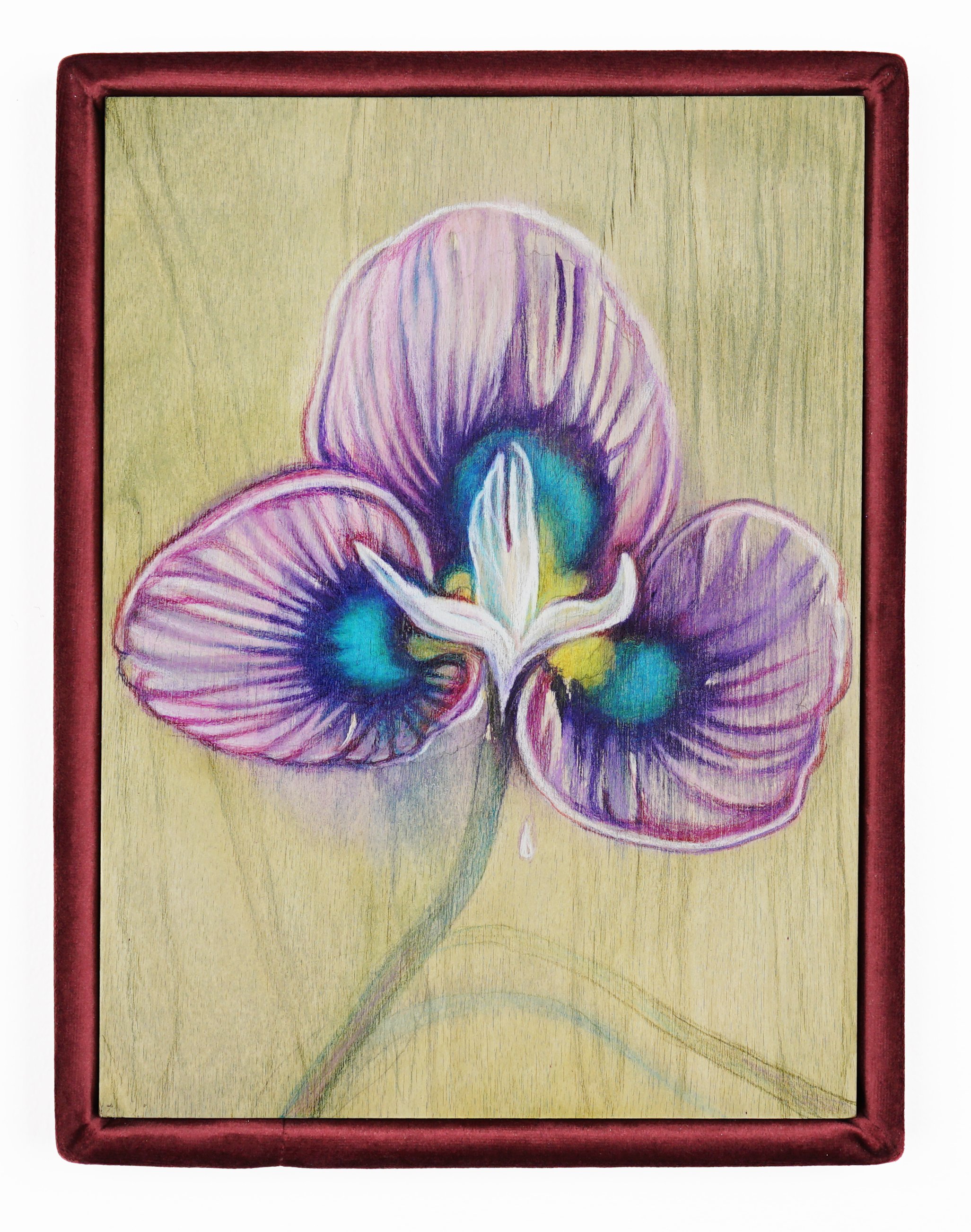  Alina Bliumis  Plant Parenthood, Moraea Villosa , 2023 Watercolor, watercolor pencil on wood panel, artist’s velvet frame 13.5 x 10.5 x 1.5 inches 
