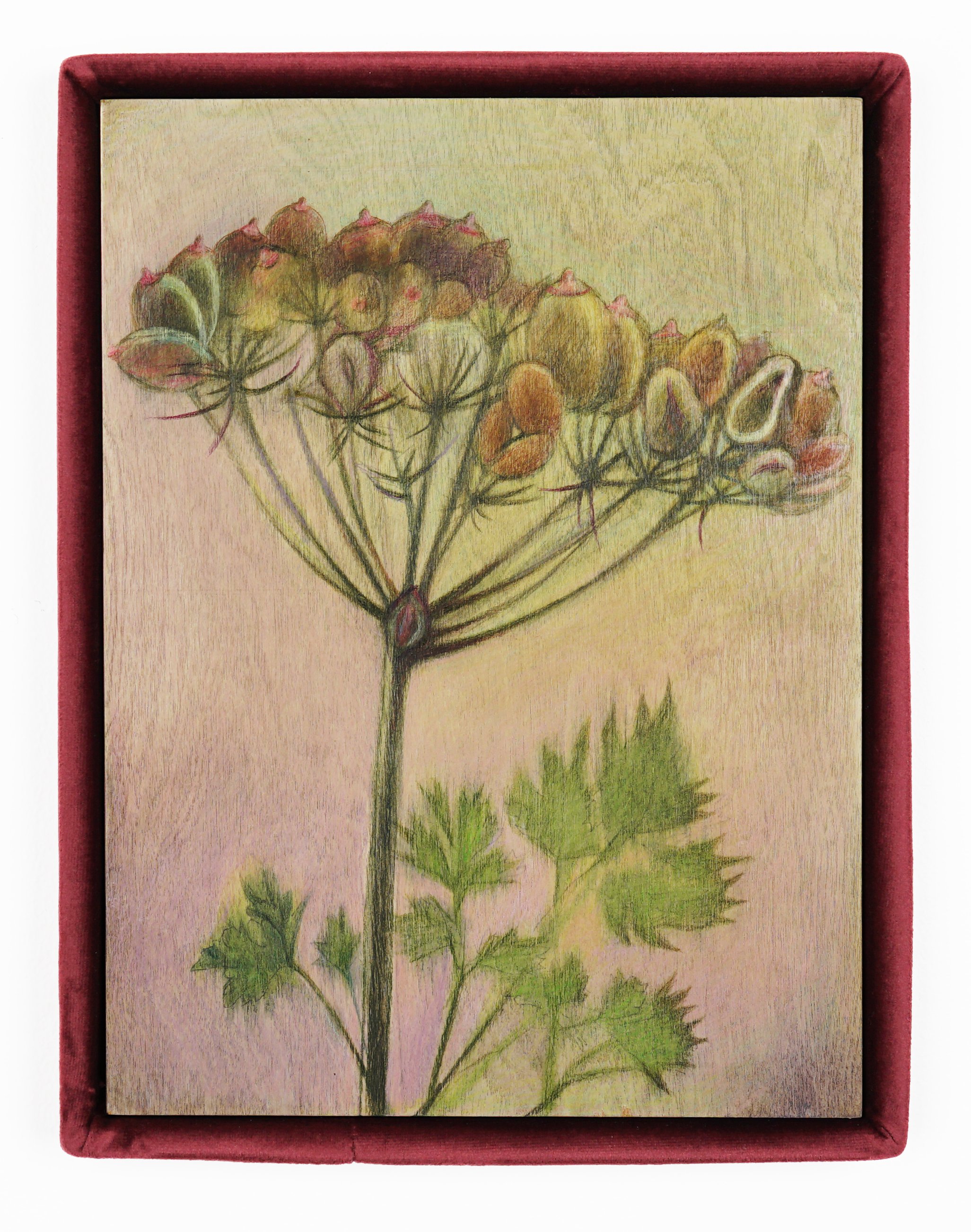  Alina Bliumis  Plant Parenthood, Parsley , 2023 Watercolor, watercolor pencil on wood panel, artist’s velvet frame 13.5 x 10.5 x 1.5 inches 
