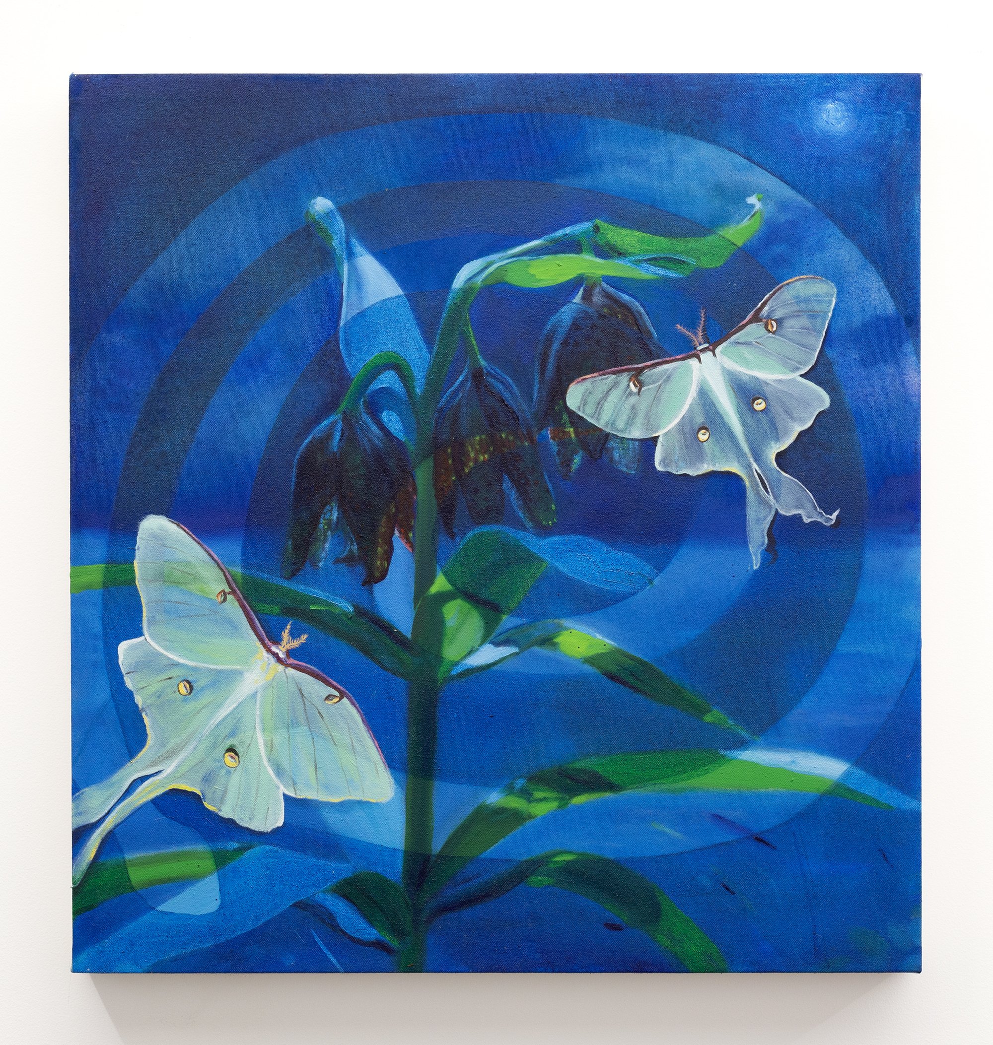 Delaney Lee, Luna Moths, 2022, Oil paint on canvas, 25 x 26.5 inches.