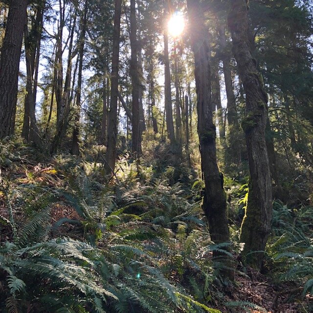 sunlit woods.jpg