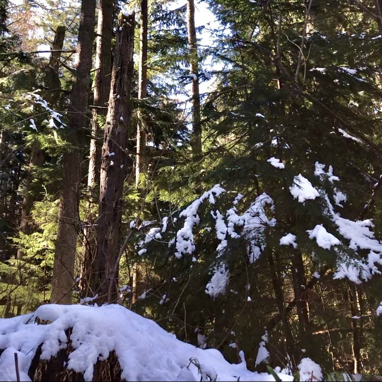 snowy woods 2.jpg