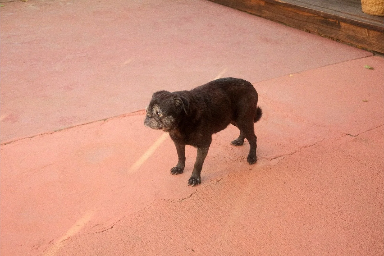 Stella_1.9.1.jpg