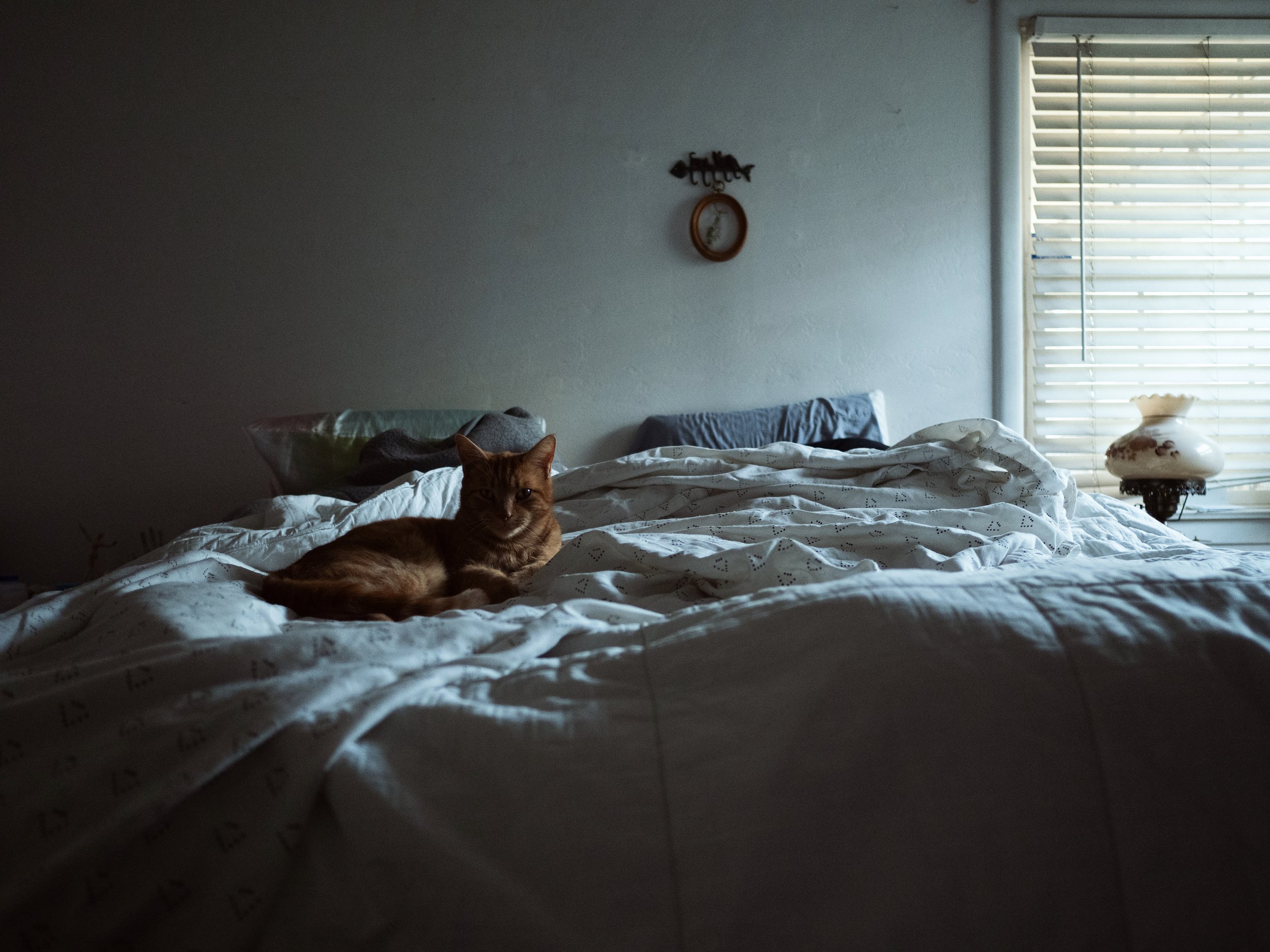 P2130136-Edit.jpeg
