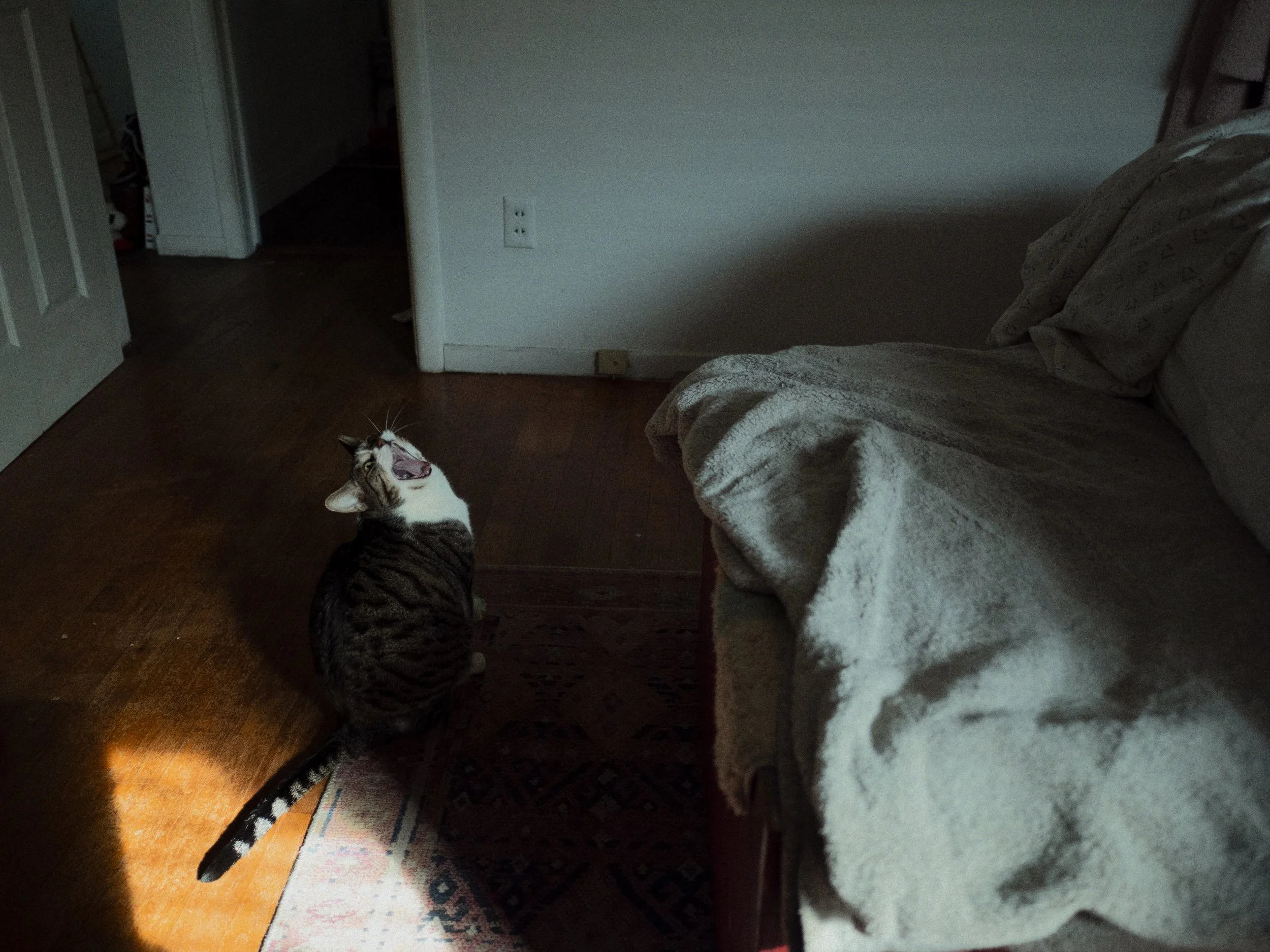 P2130137-Edit-2.jpeg