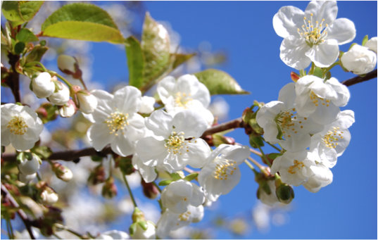 fleurs.png