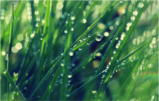 grass.png