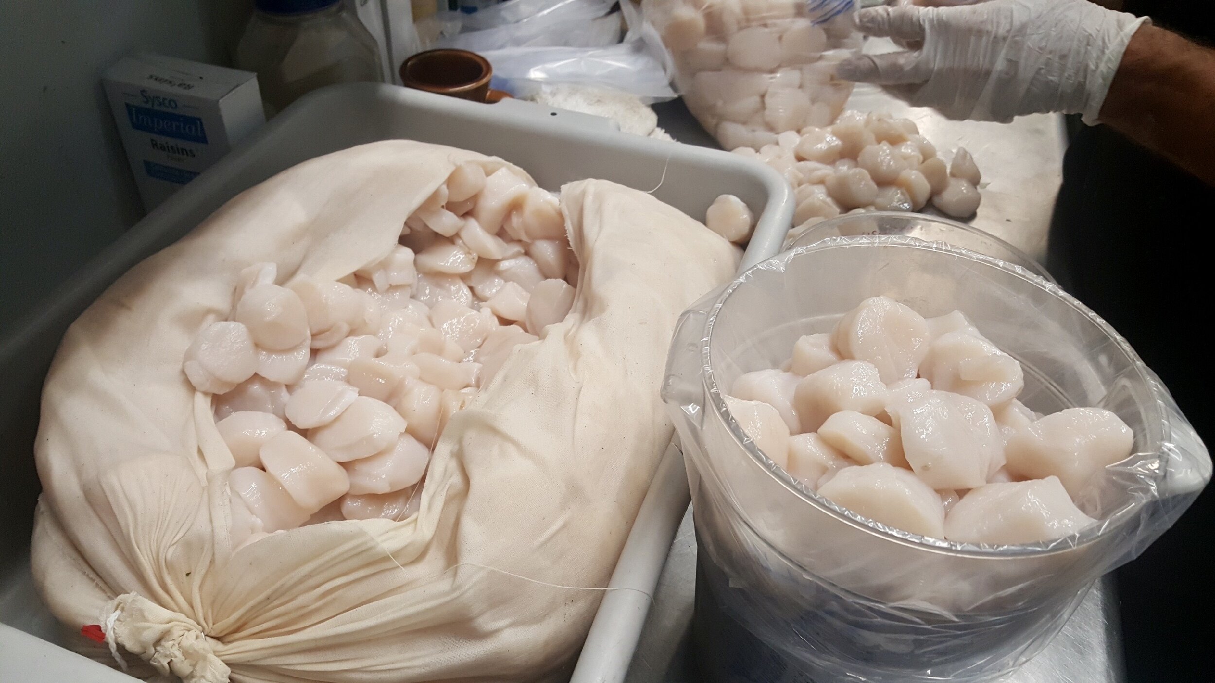 raw scallop.JPG