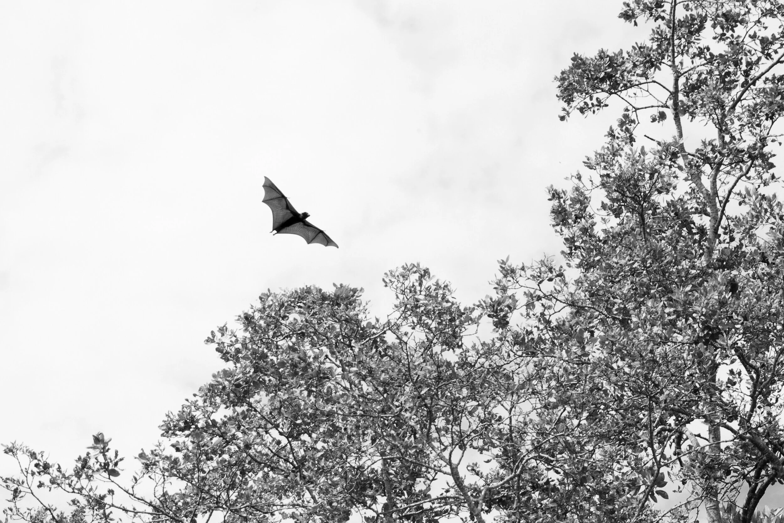 selby_flying-fruit-bat.jpg
