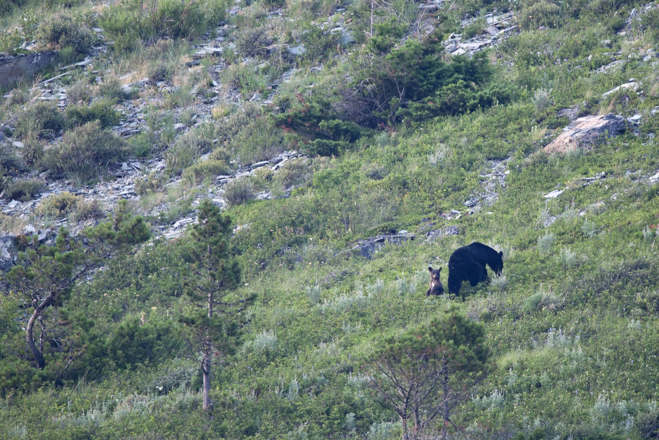 babybear_03.jpg