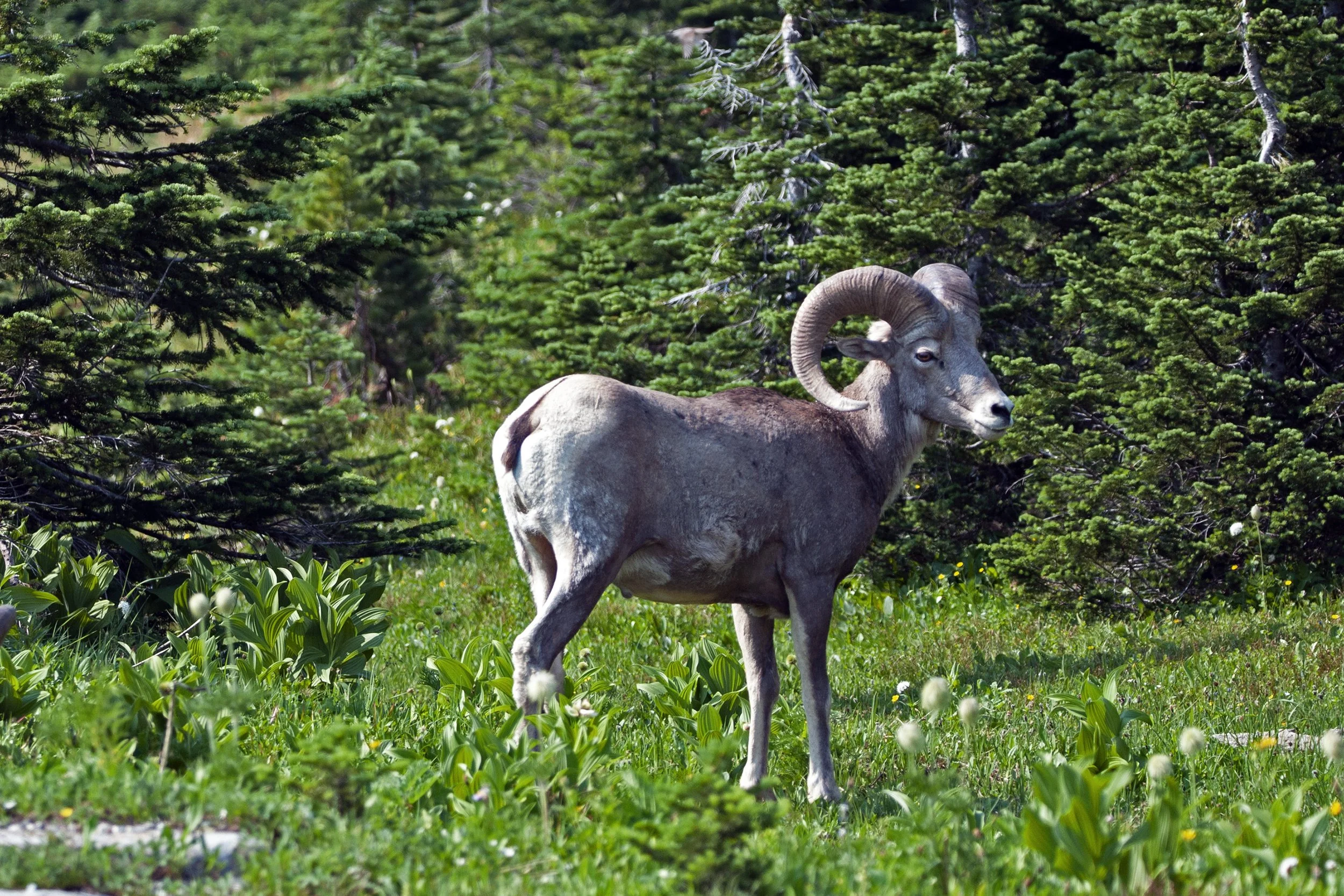 big_horn_sheep03.jpg