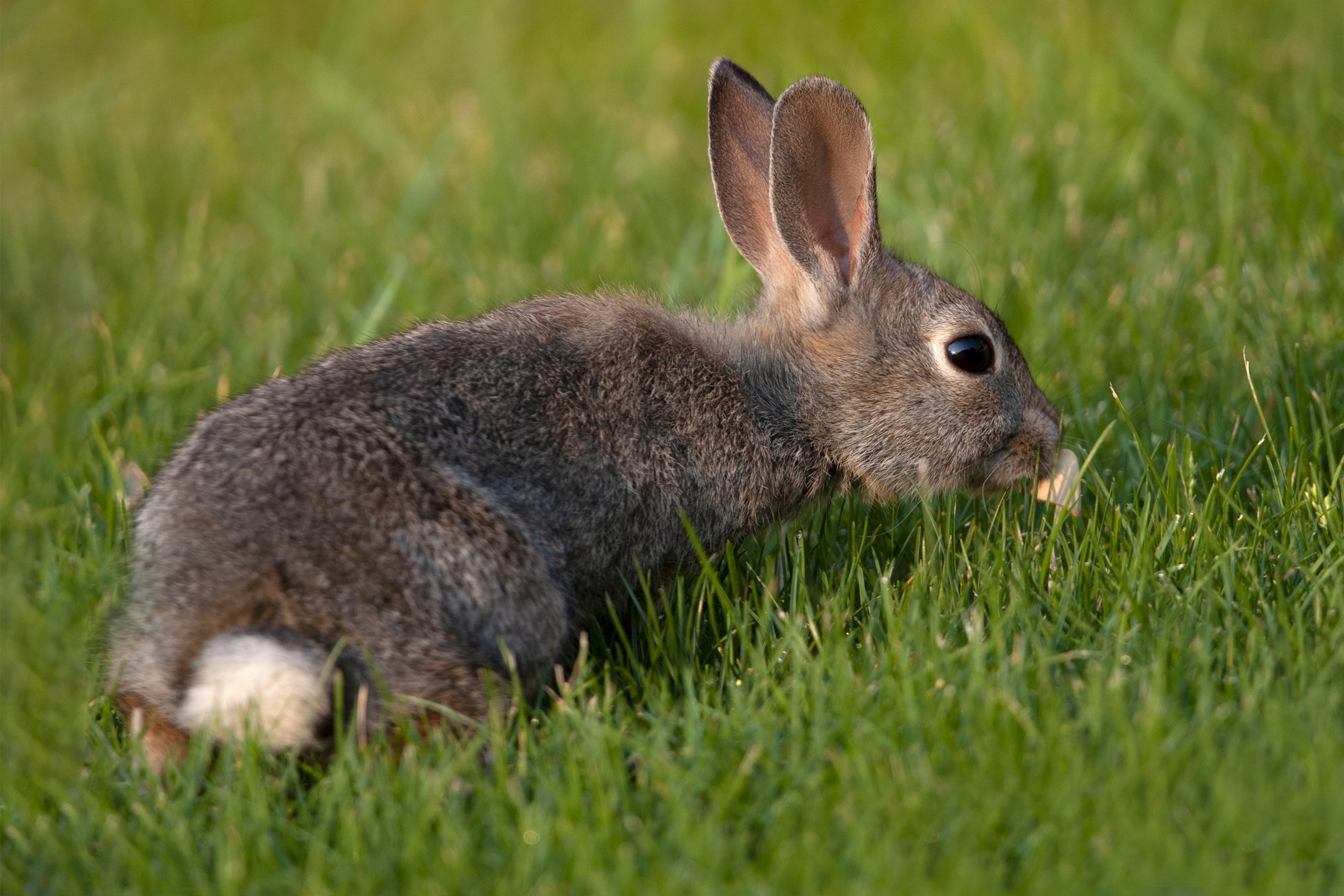 flathead_bunnies01.jpg