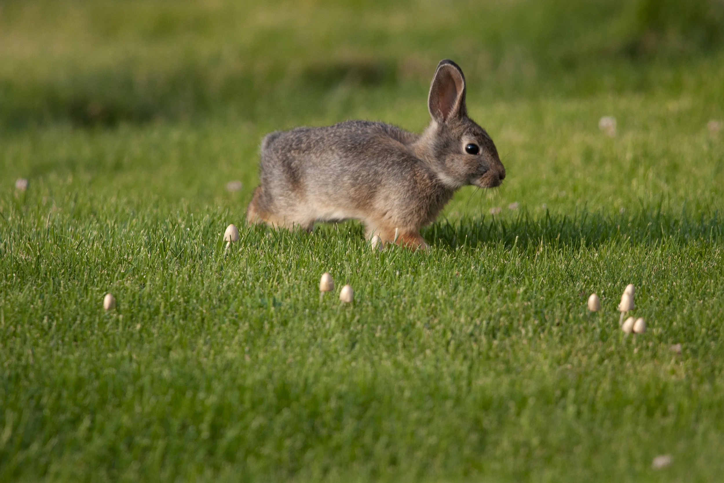 flathead_bunnies02.jpg