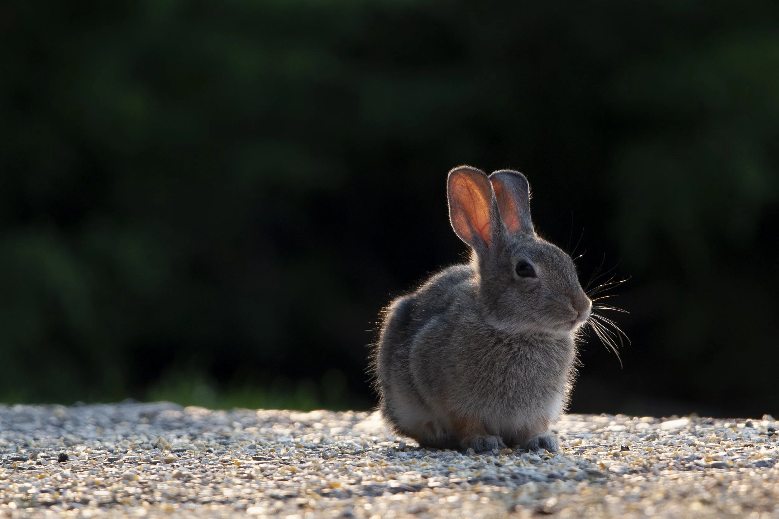 flathead_bunnies03.jpg