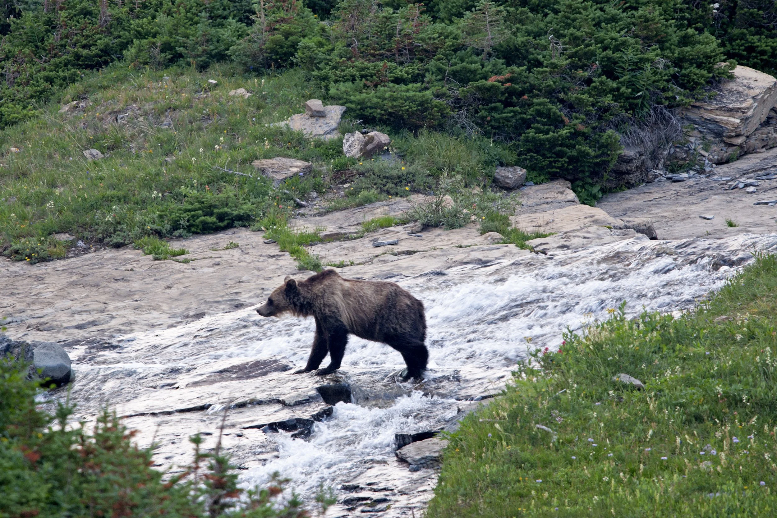 grizzly05.jpg