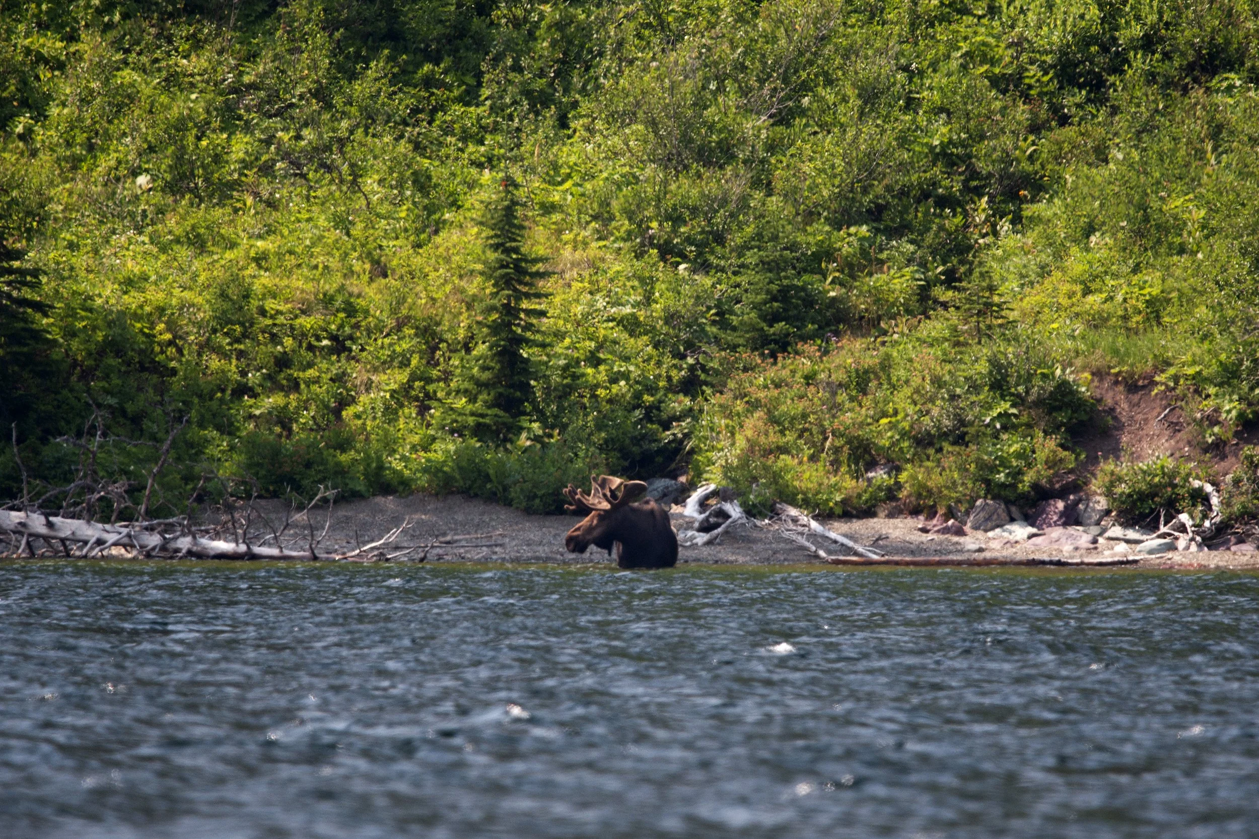 moose01.jpg