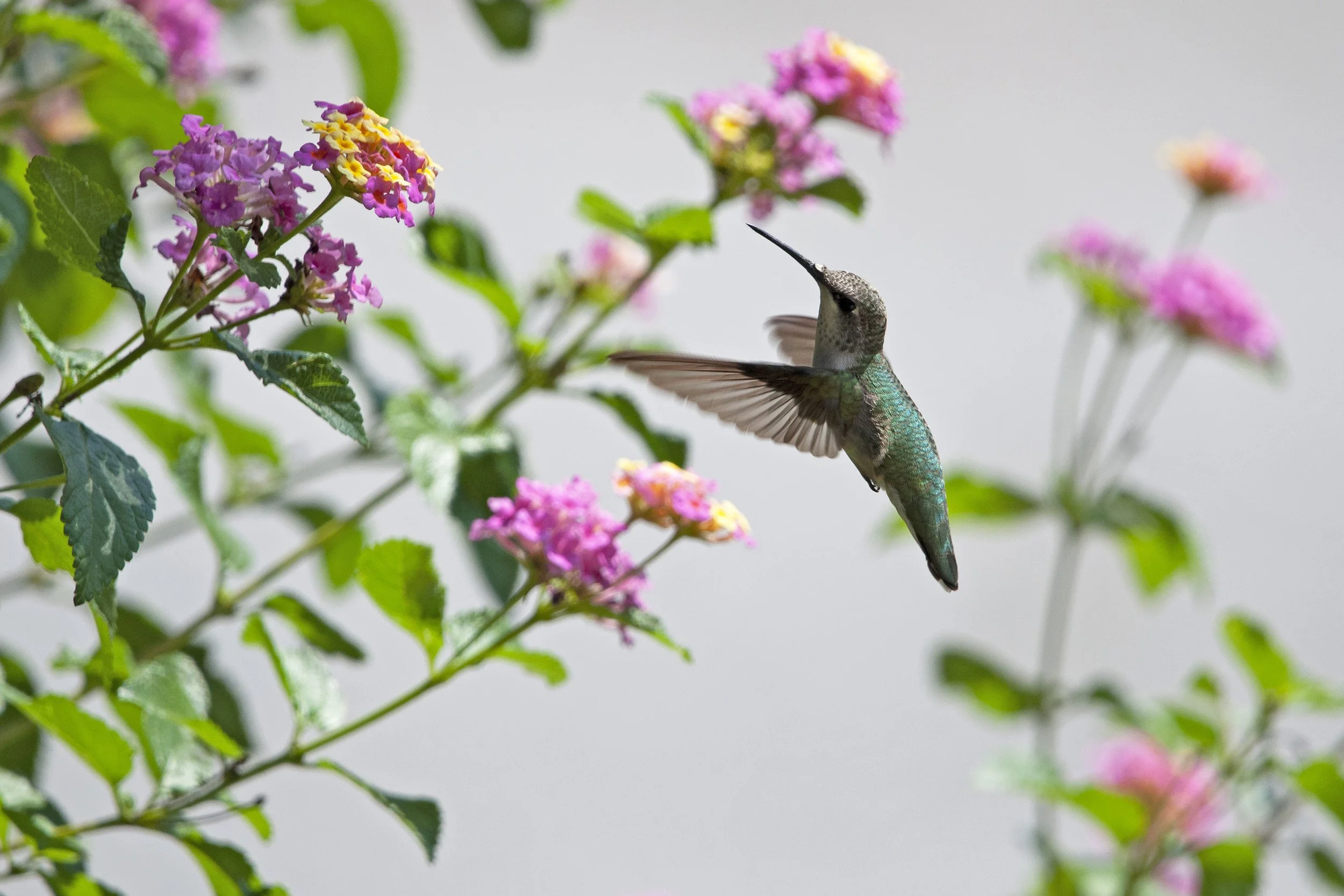hummingbird03.jpg