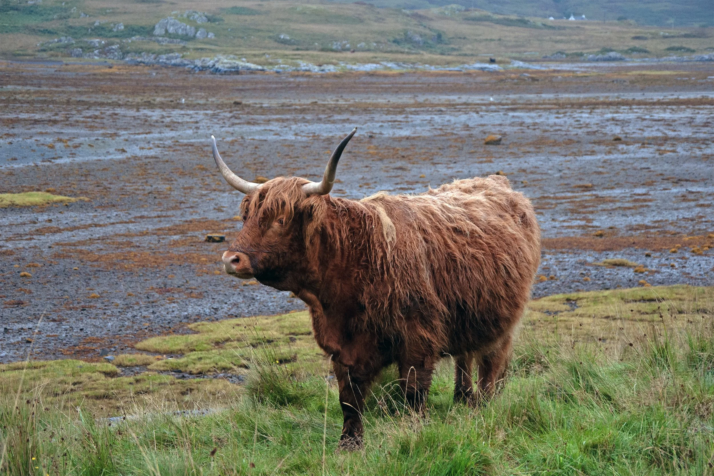 coos_05.jpg