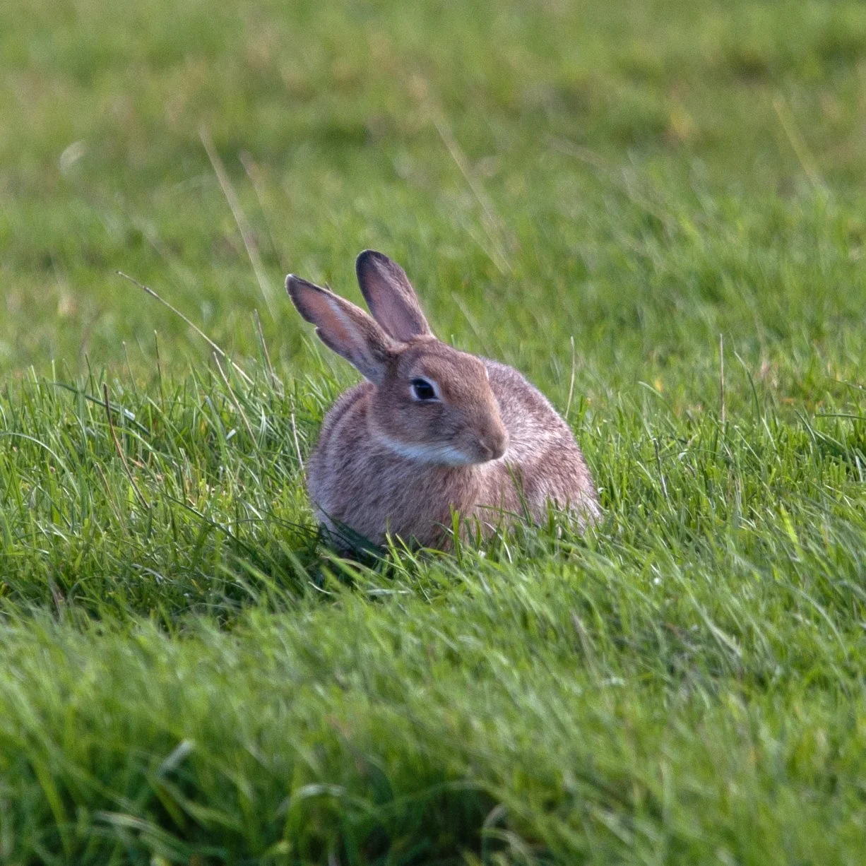 scot_hare05 copy.jpg