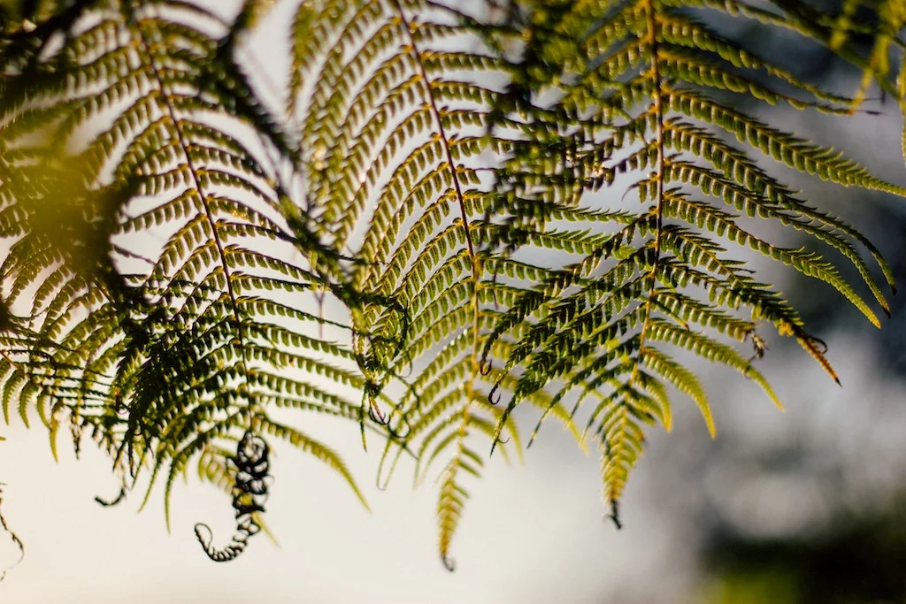 Ferns-Small.jpeg