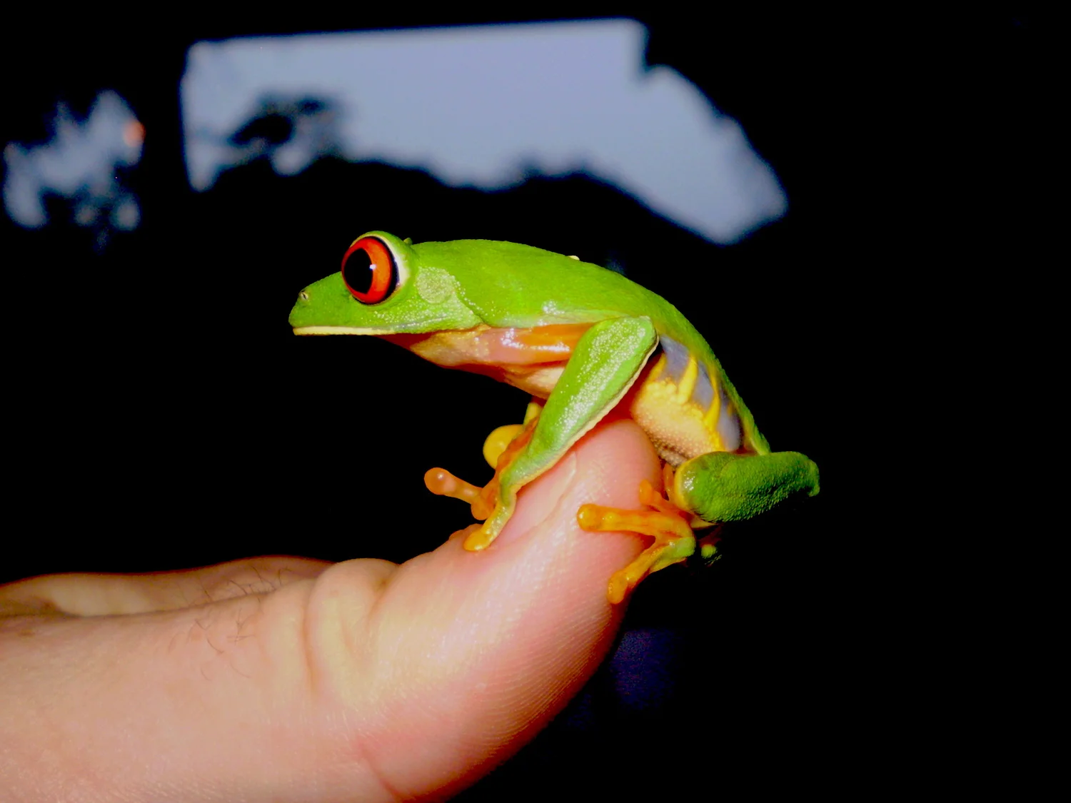Redeyed Tree Frog - SS Size.jpeg