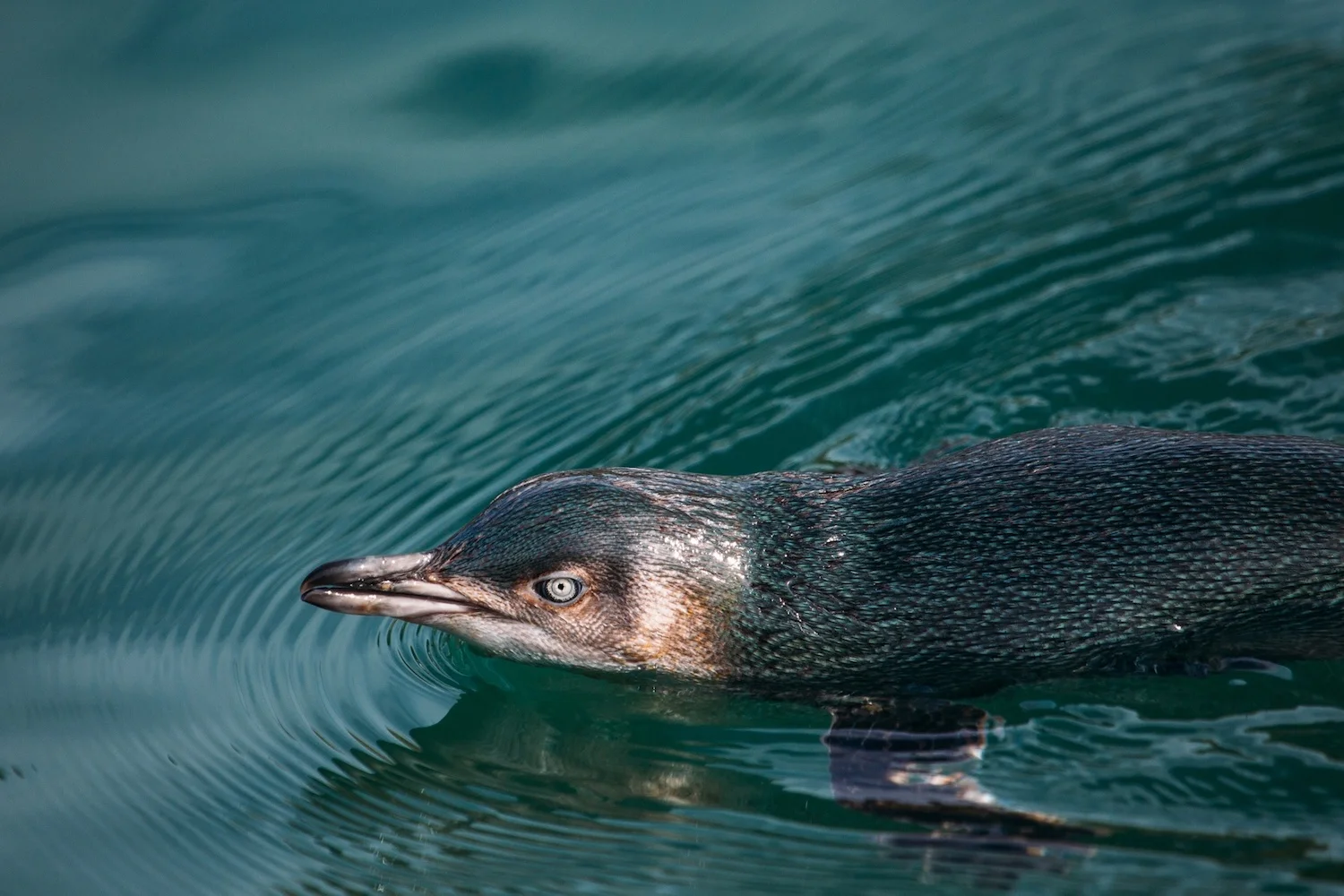 Little Blue Penguin - SS Size.jpeg