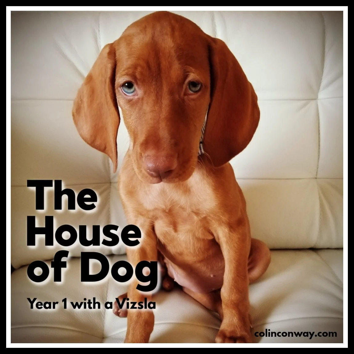 The House of Dog