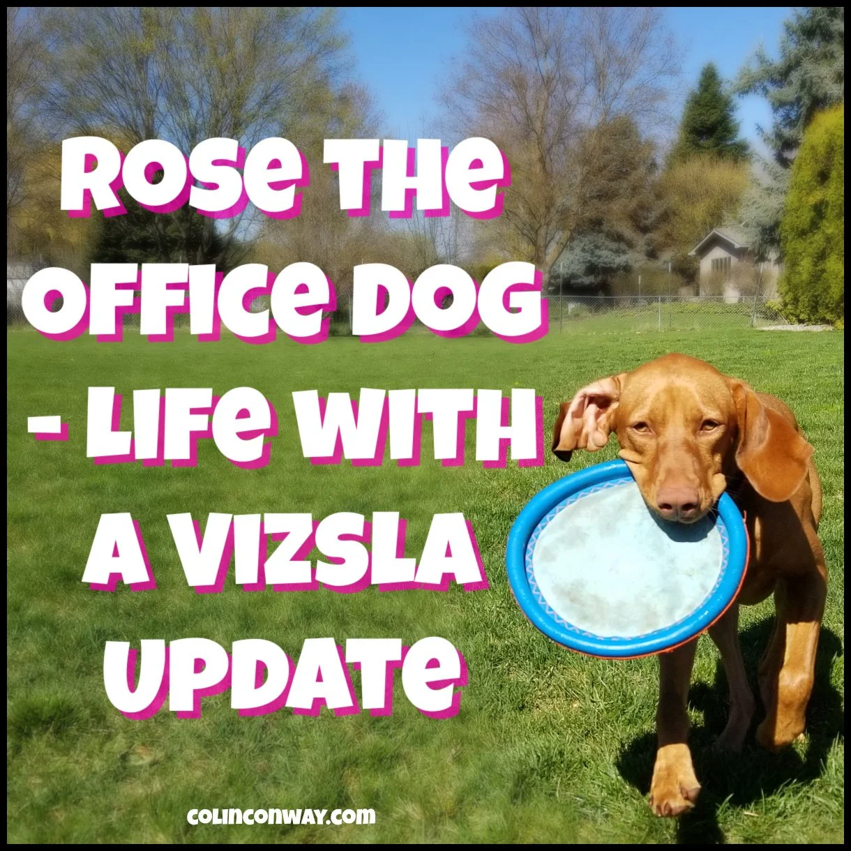 Rose the Office Dog