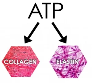 atp graphic.jpg