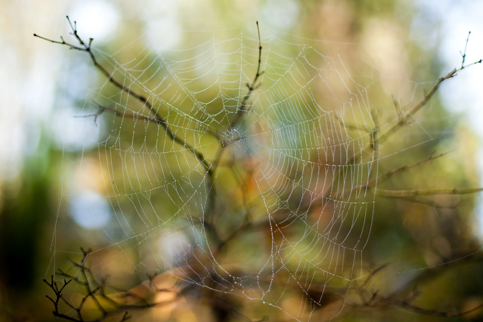 bebelabree-spider-web.jpg
