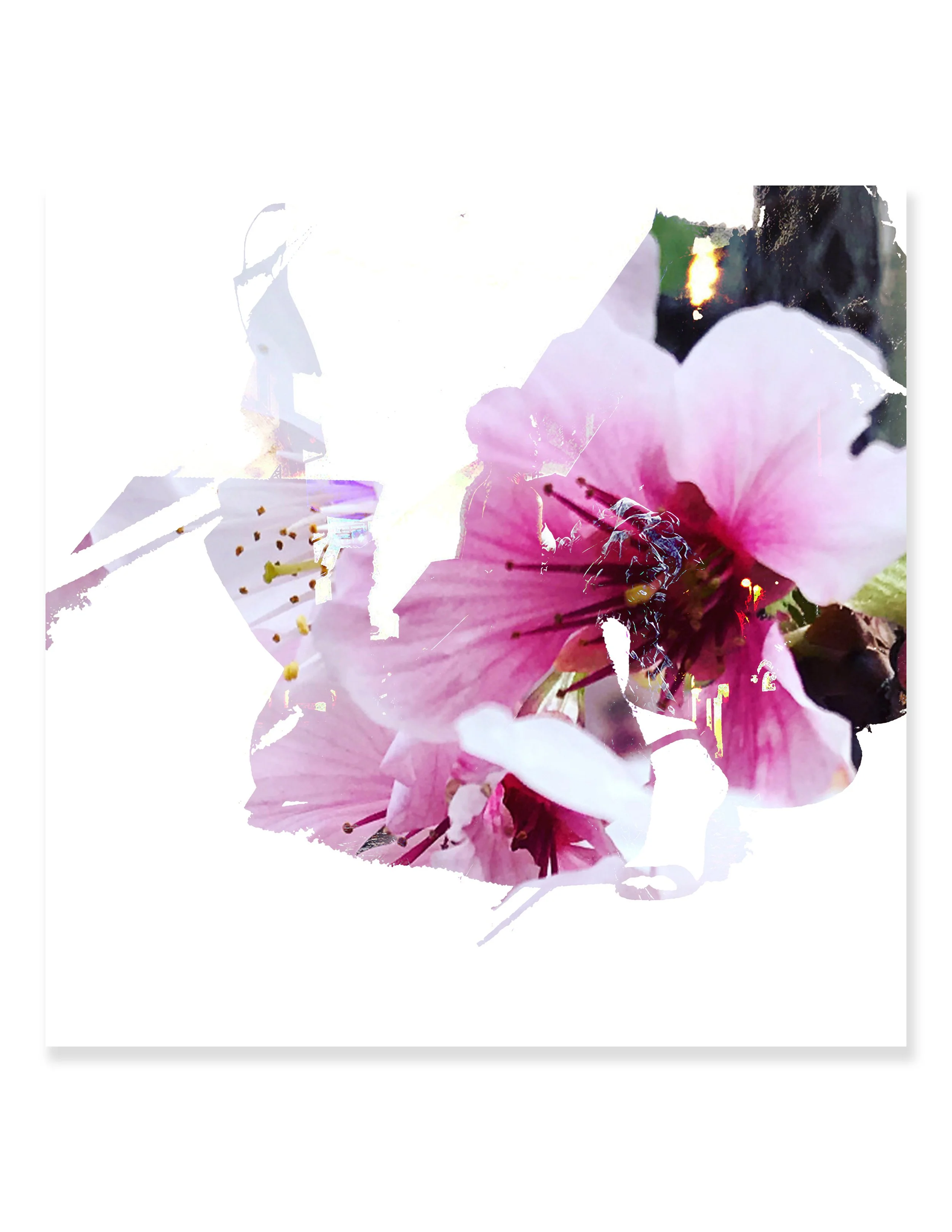 WILDFLOWER *print