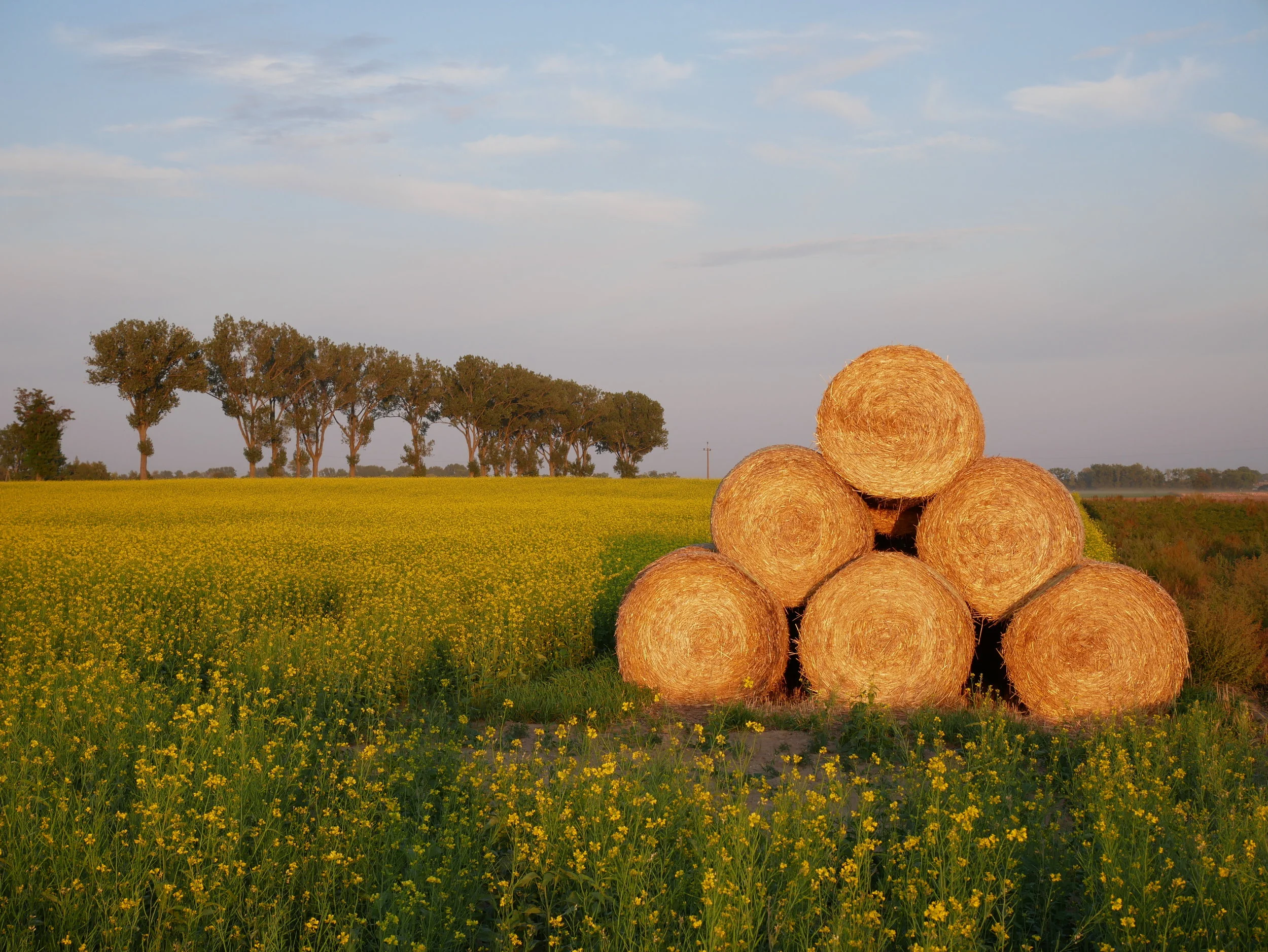 Mustard Seed Field, Near 