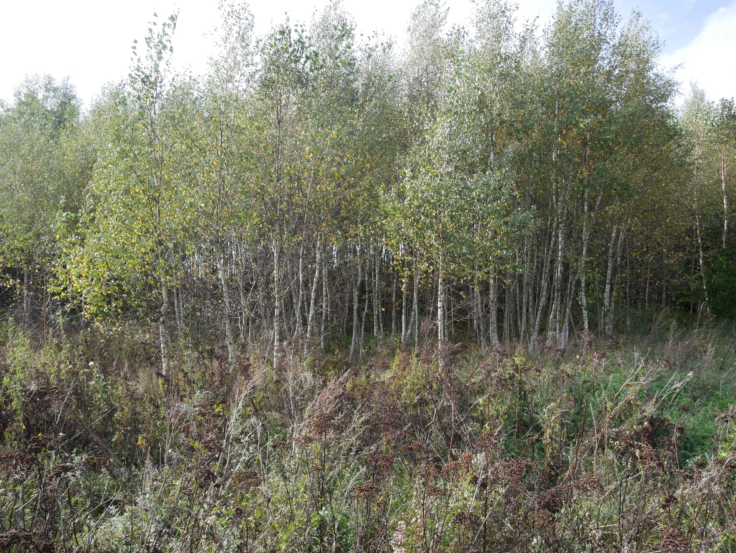 Field and Woods, Kwakowo