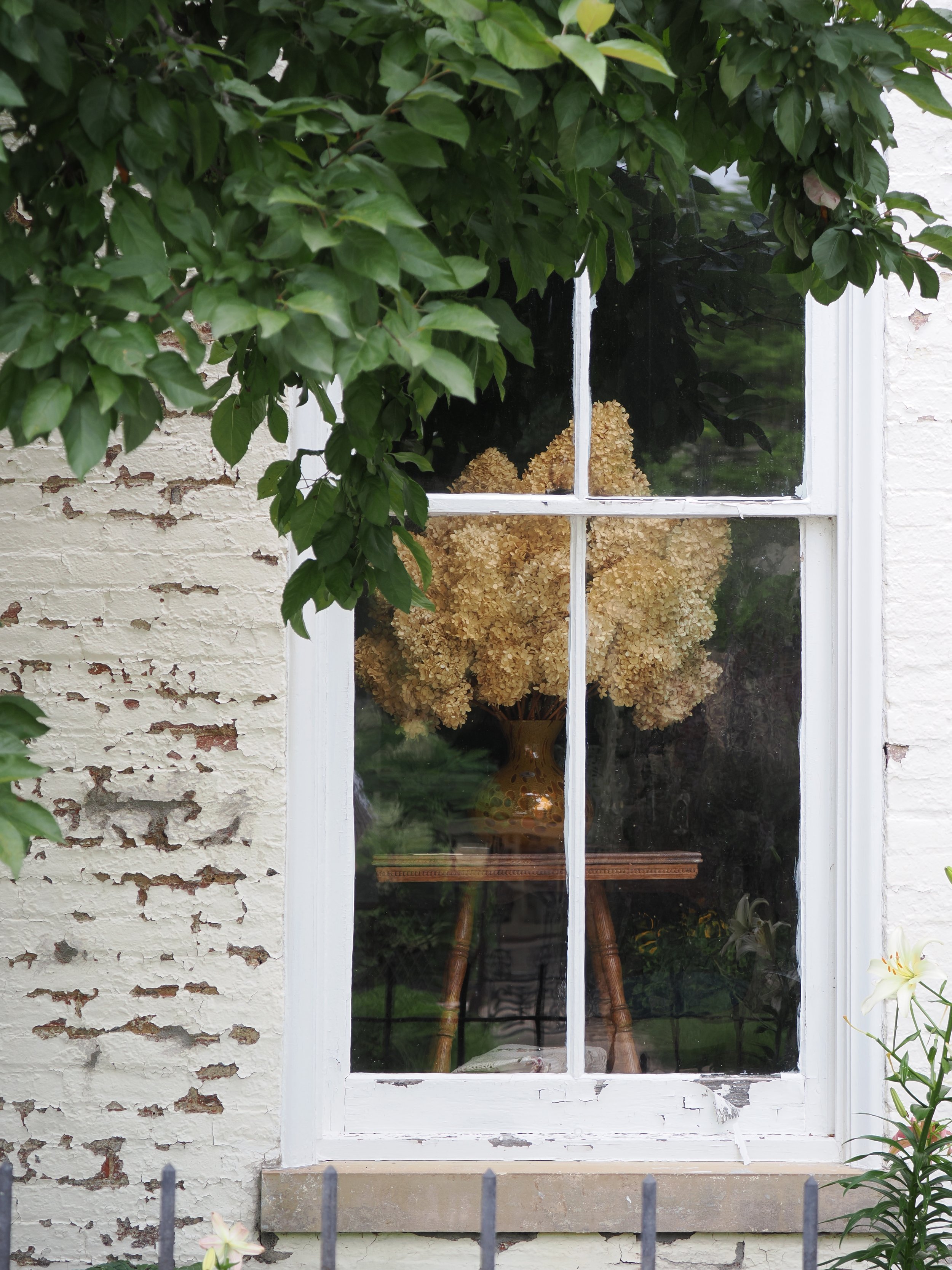 Dried flowers in the window.JPG