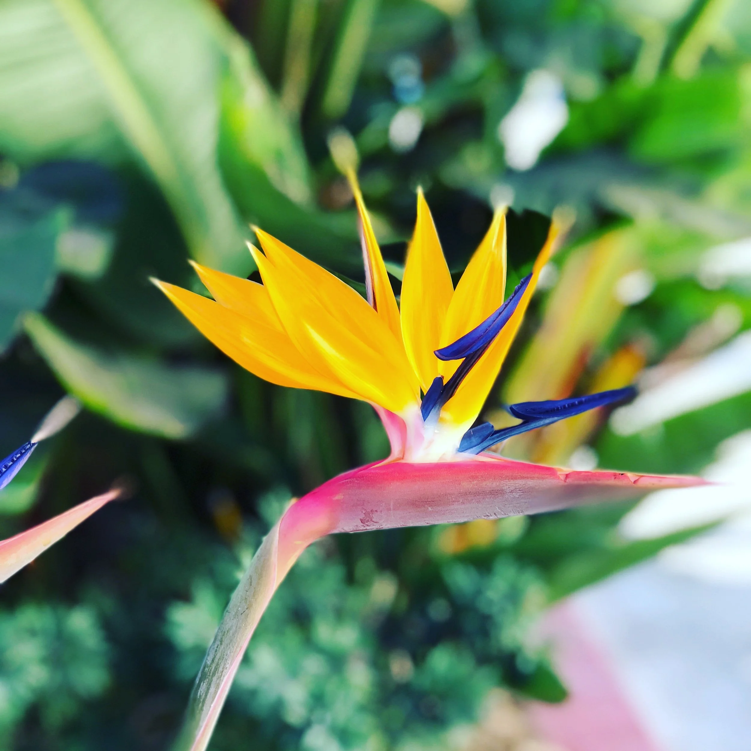 Colors in Nature.