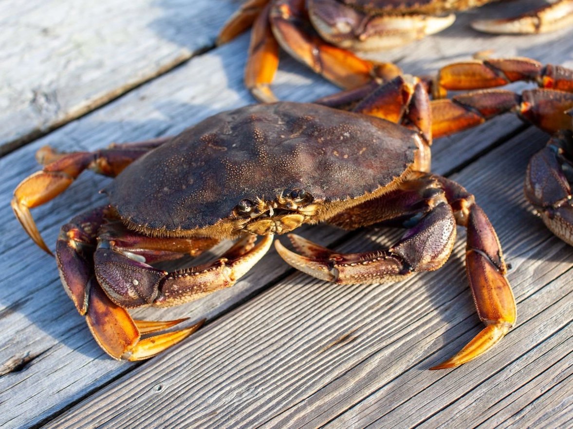 How to Catch Your Own Dungeness Crab in the Bay Area, According to a Cool Sushi Chef