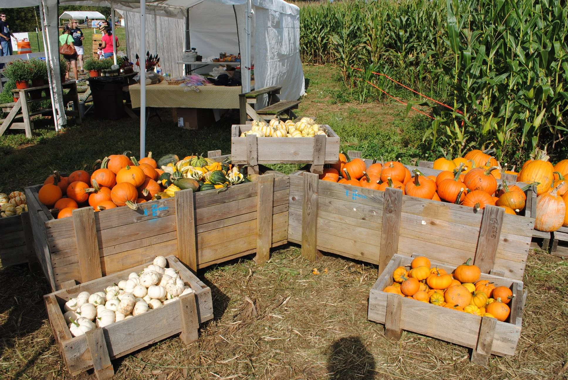 Crab Orchard Corn Maze — Historic Crab Orchard Museum