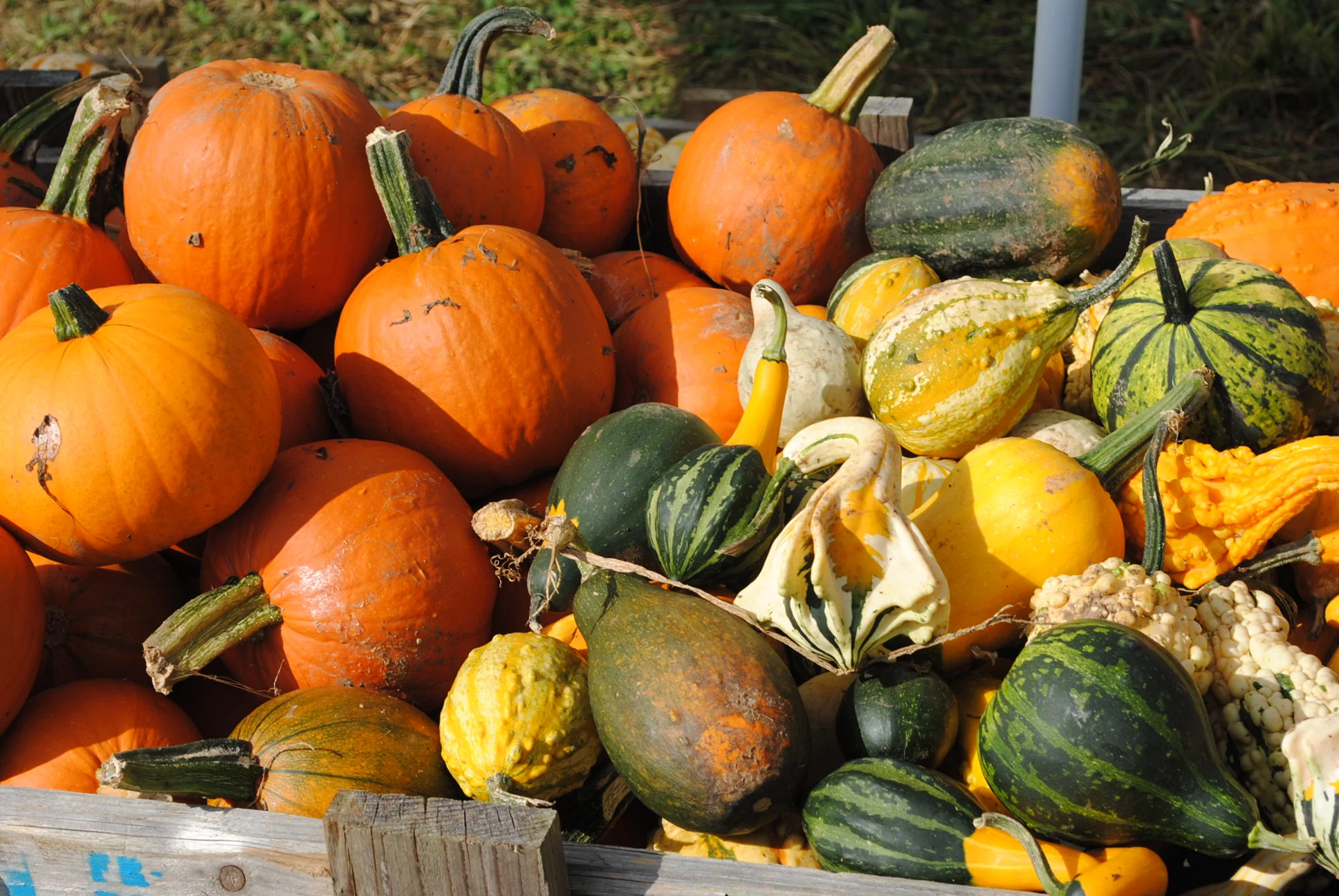 Crab Orchard Corn Maze — Historic Crab Orchard Museum