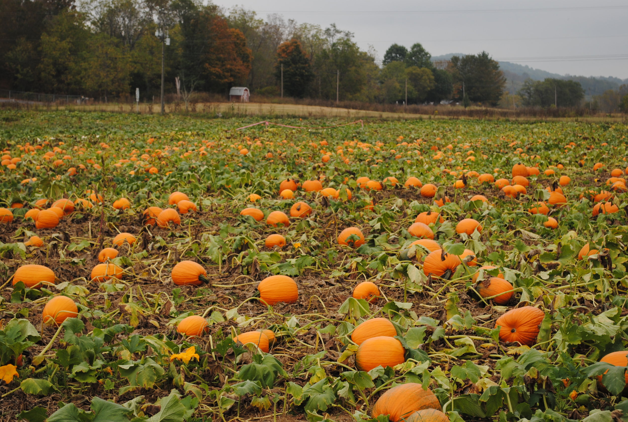 Crab Orchard Corn Maze — Historic Crab Orchard Museum